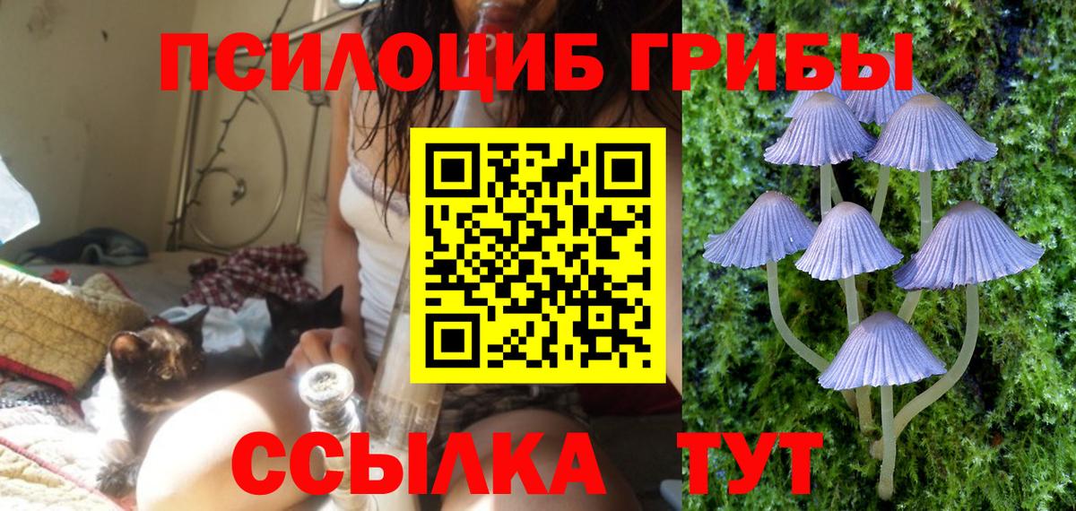 Псилоцибиновые грибы Psilocybine cubensis Можайск
